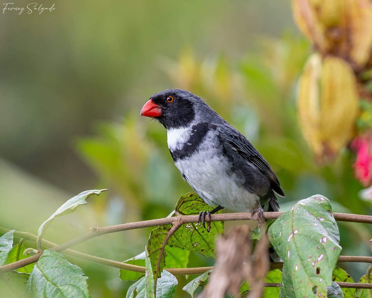 Red-billed bird (photo: Ferney Salgado)