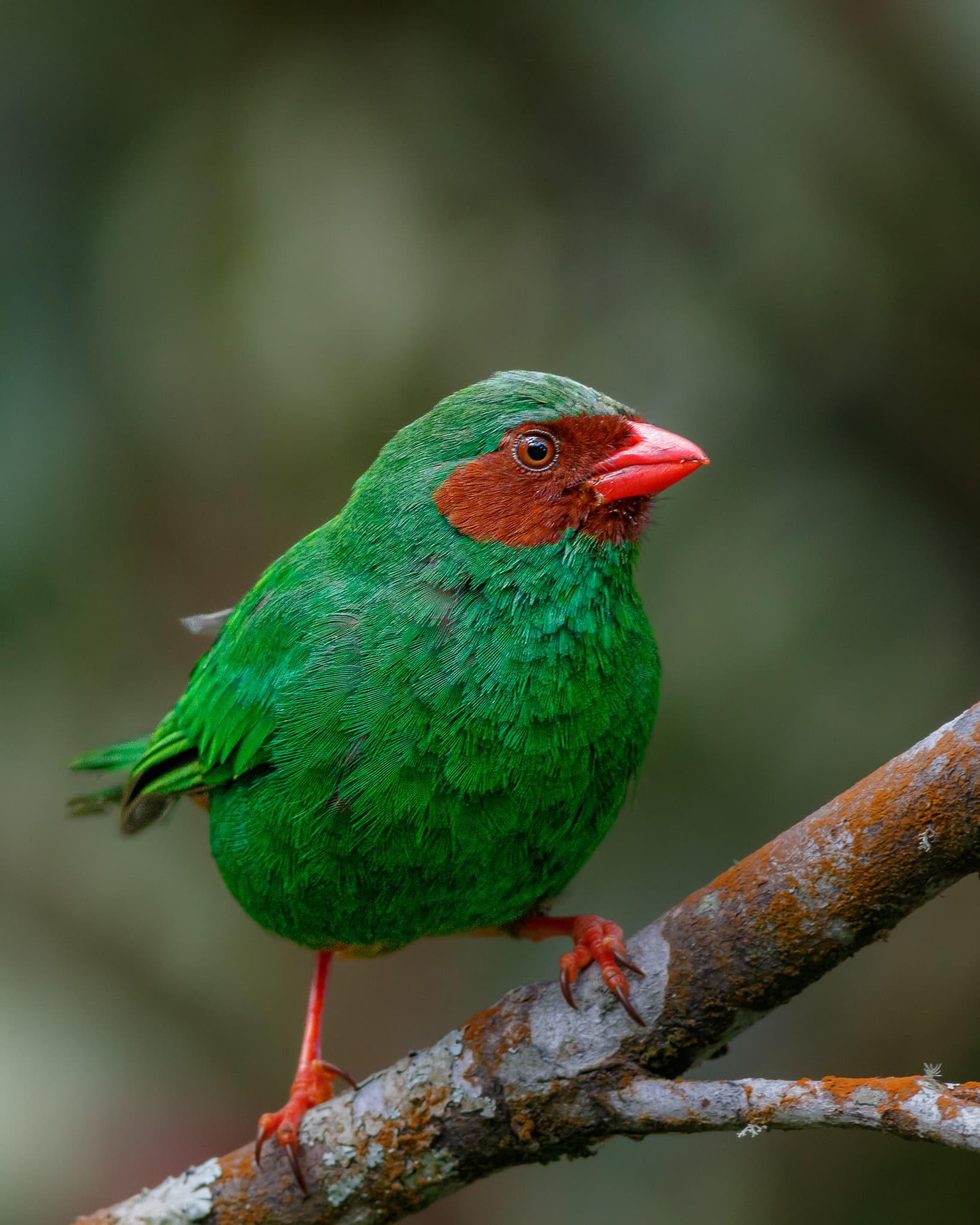 Grass-green Tanager, vivid emerald green