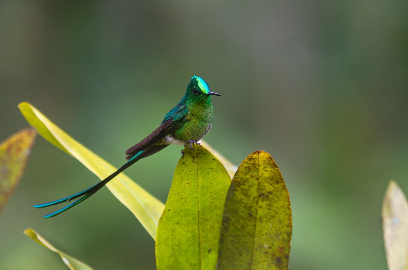 Long-tailed Sylph hummingbird