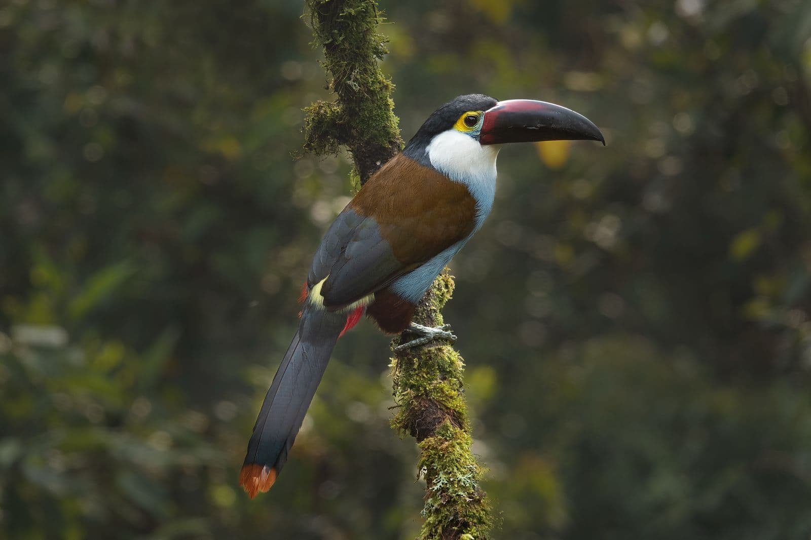 Black-billed Mountain Toucan