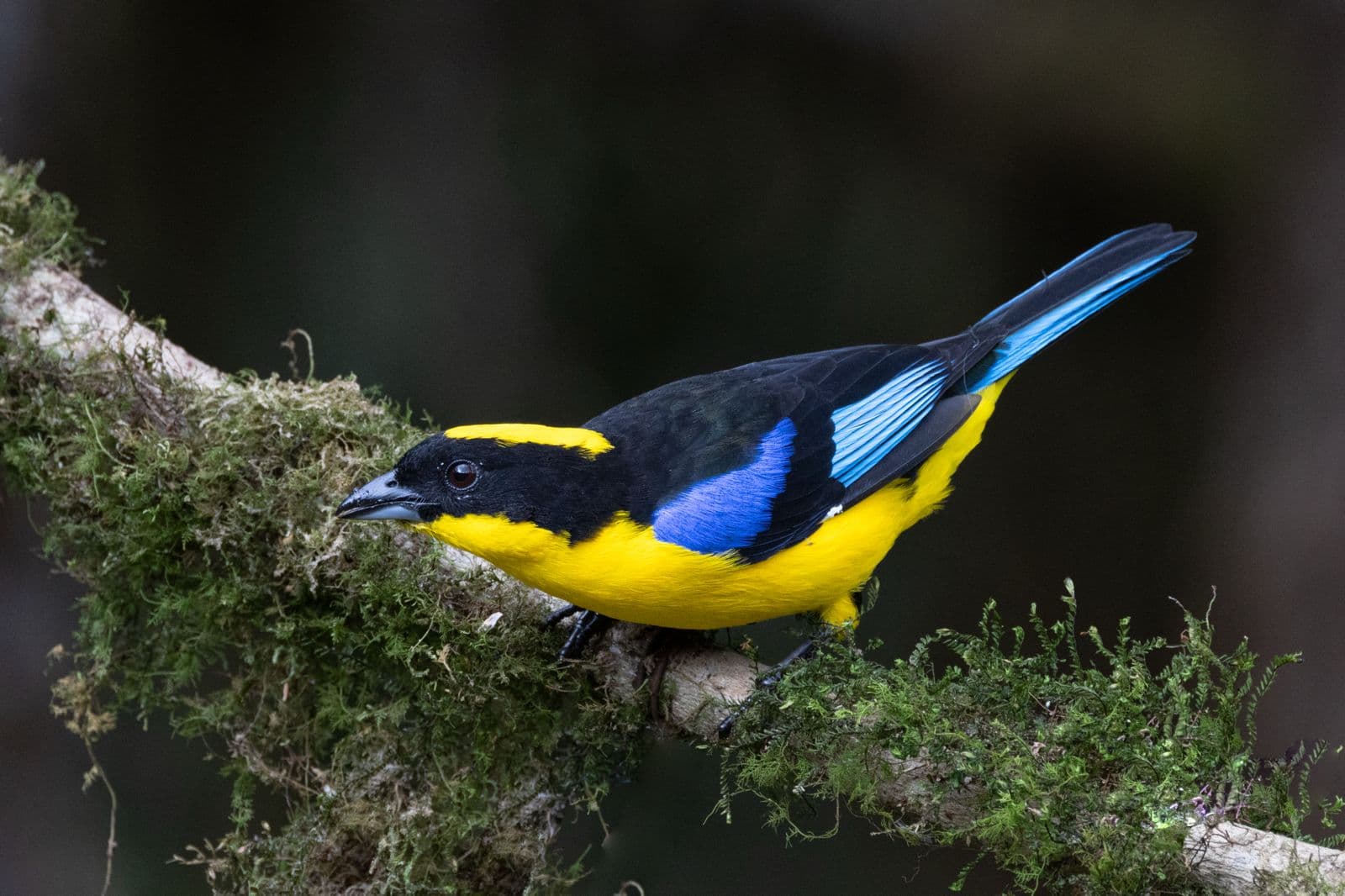 Blue-winged Mountain Tanager