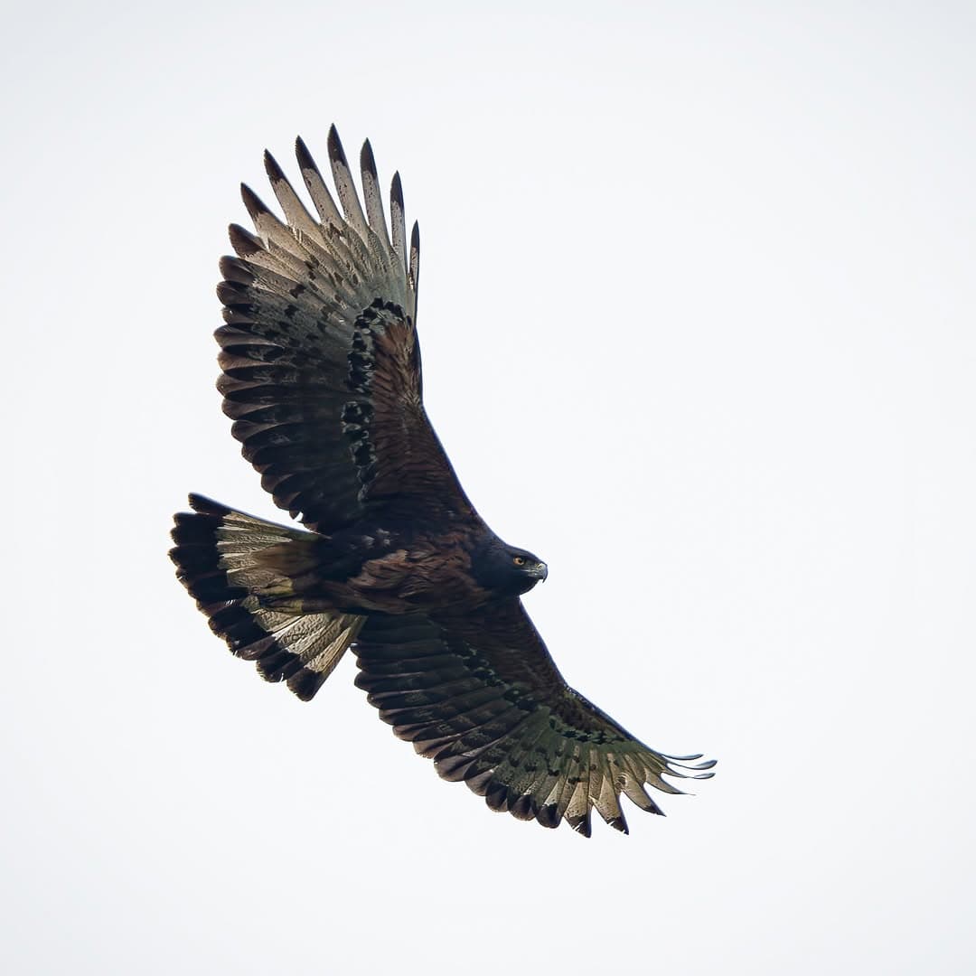 Black-and-chestnut Eagle soaring at Owl's Watch