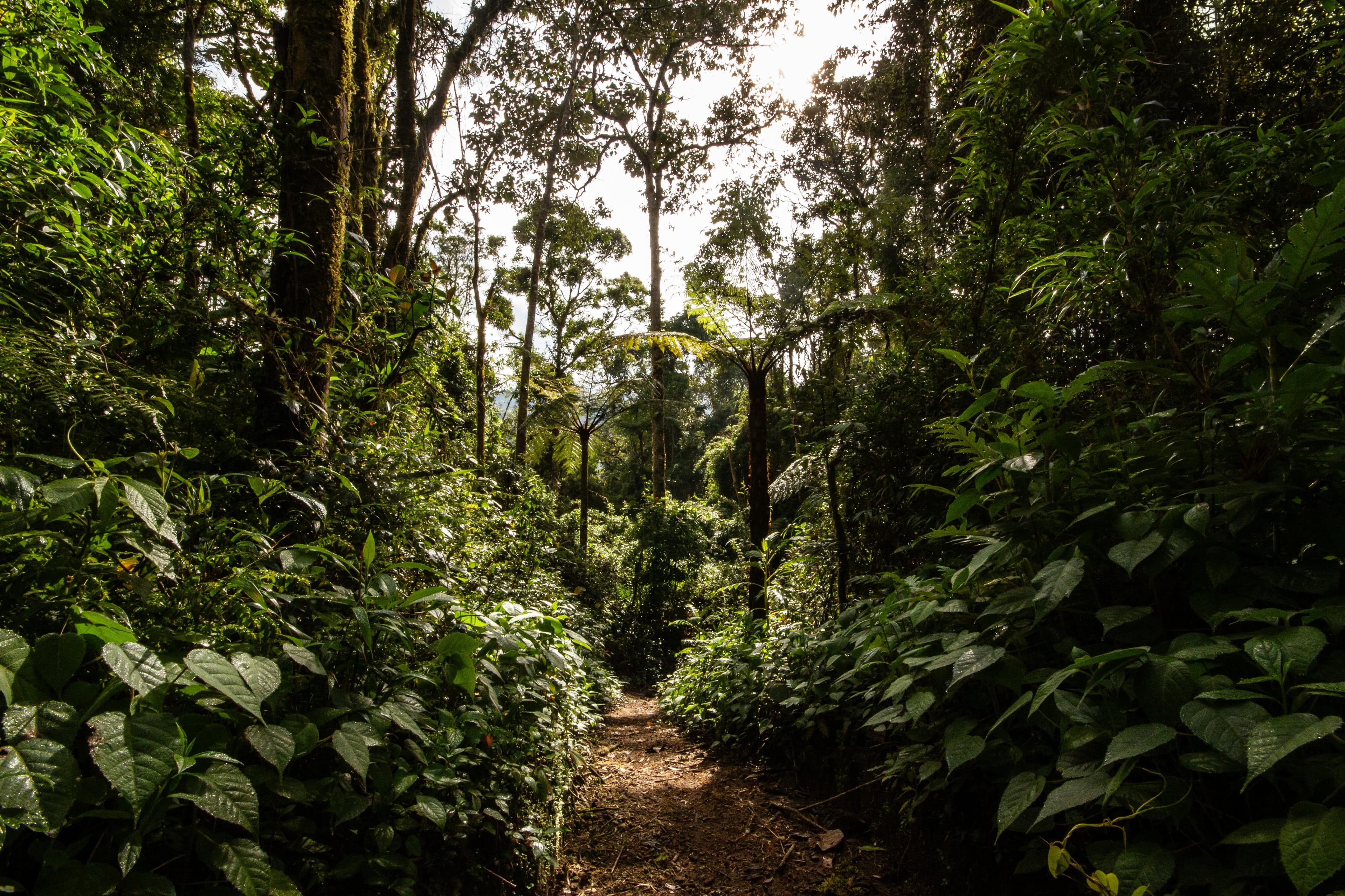 Forest trail through dense canopy at Owl's Watch